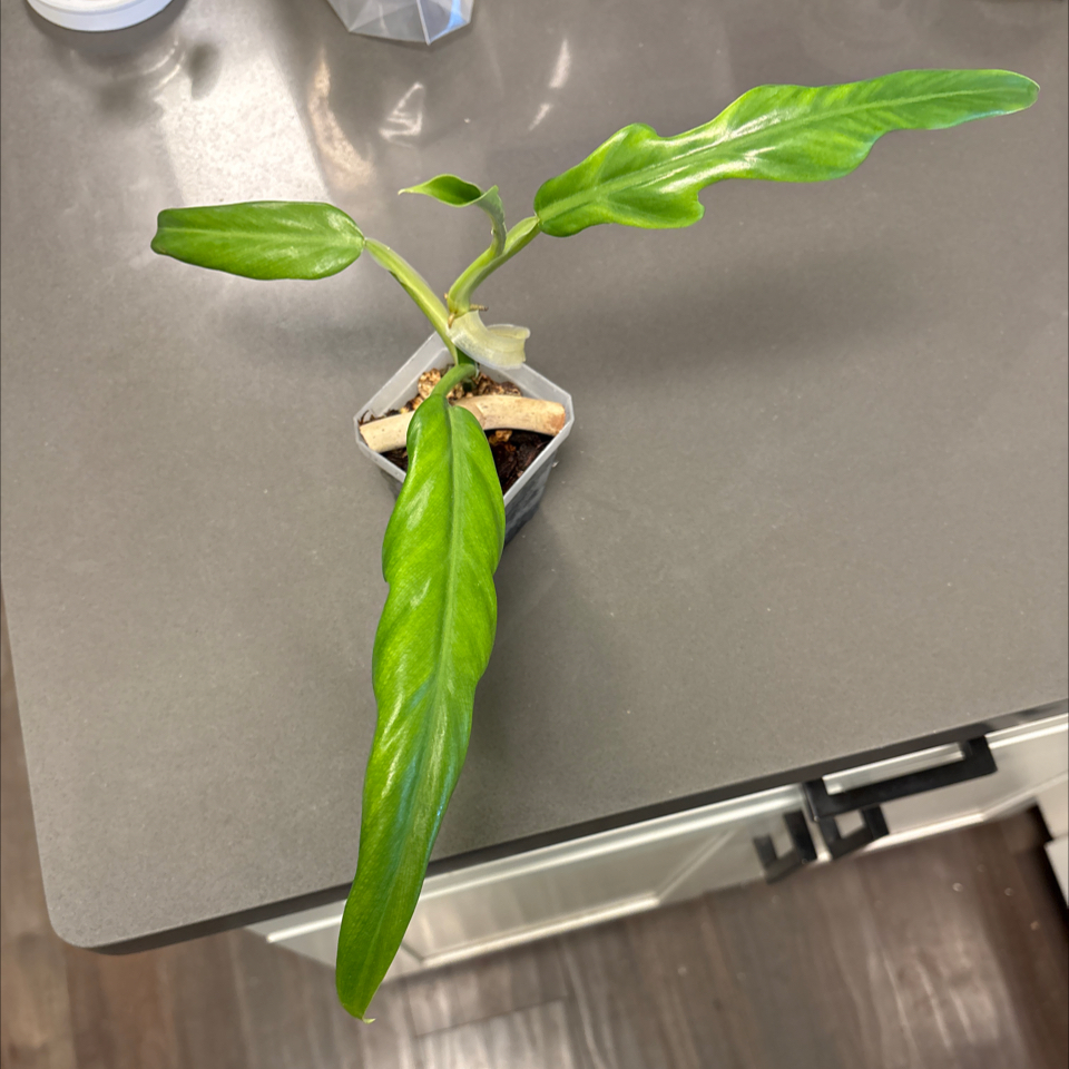Photo of the plant species Skeleton Key Plant by @DreamMachine named Elegans on Greg, the plant care app