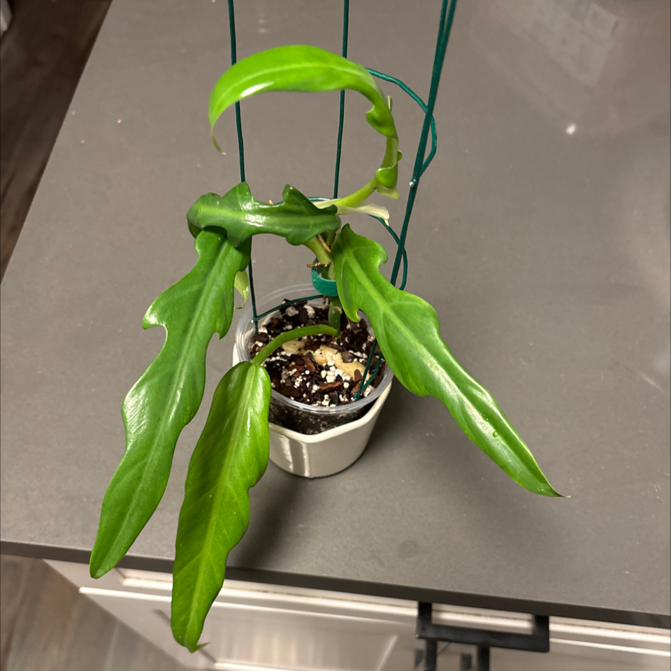 Photo of the plant species Skeleton Key Plant by @DreamMachine named Elegans on Greg, the plant care app