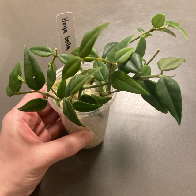 Photo of the plant species Hoya Bella by @DreamMachine named Harper on Greg, the plant care app