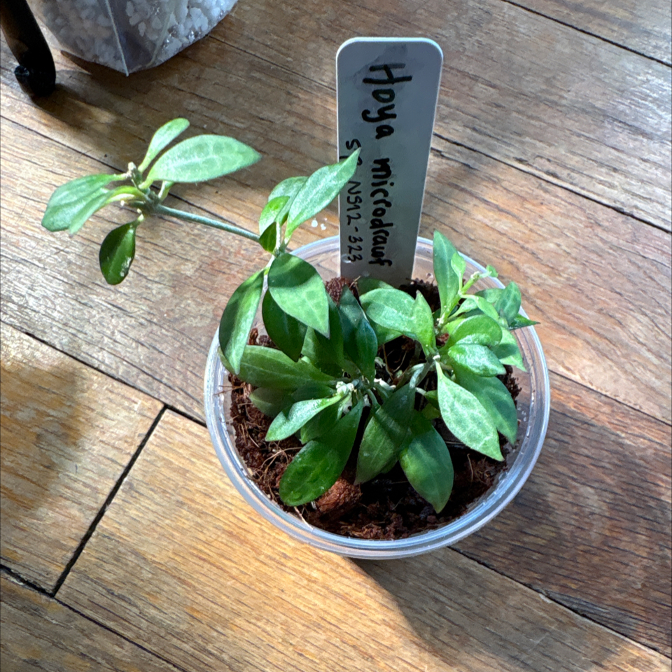 Photo of the plant species Hoya microdwarf NS12-323 by @DreamMachine named Hoya Microdwarf on Greg, the plant care app