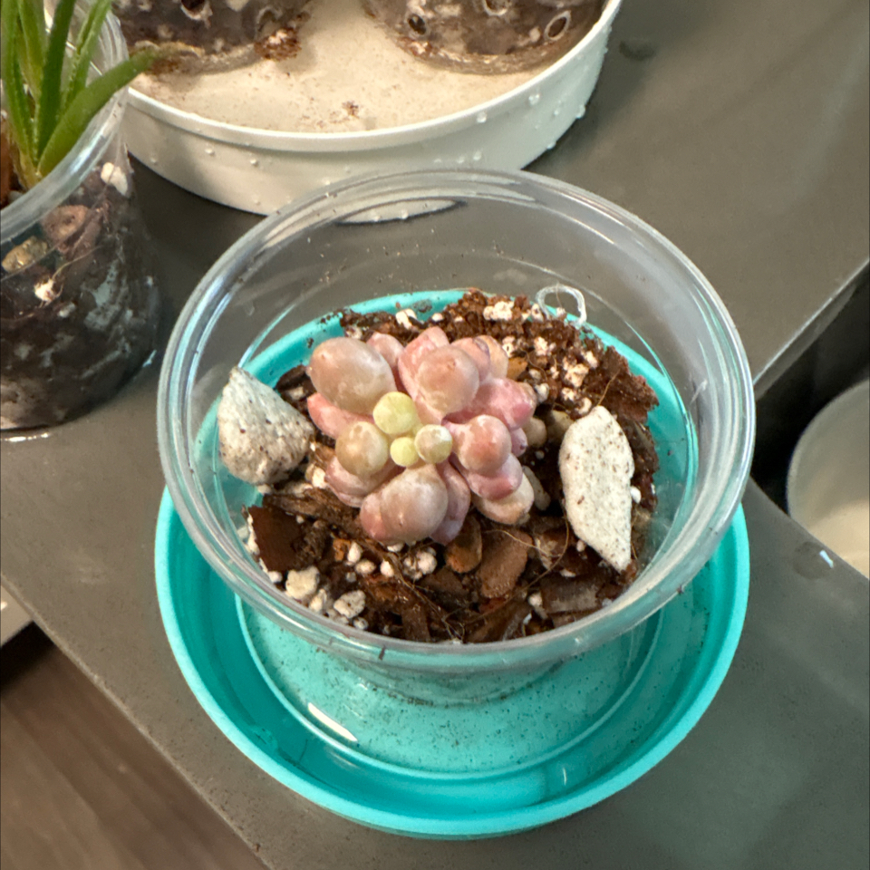Photo of the plant species Pachyphytum Baby Finger by @DreamMachine named Pachyphytum Rzedovskii on Greg, the plant care app