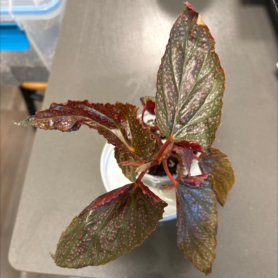 Photo of the plant species Begonia maculata 'Pink Spot' by @DreamMachine named Begonia maculata ‘Pink spot’ on Greg, the plant care app