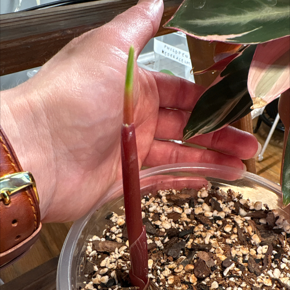 Photo of the plant species Ginger Root by @DreamMachine named Ginger from Rachel on Greg, the plant care app