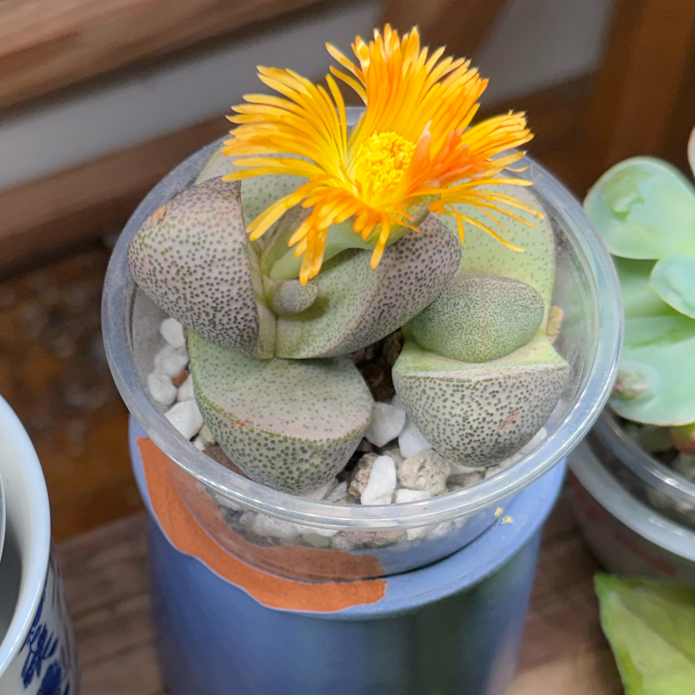 Photo of the plant species Split Rock Succulent by @DreamMachine named Madonna on Greg, the plant care app