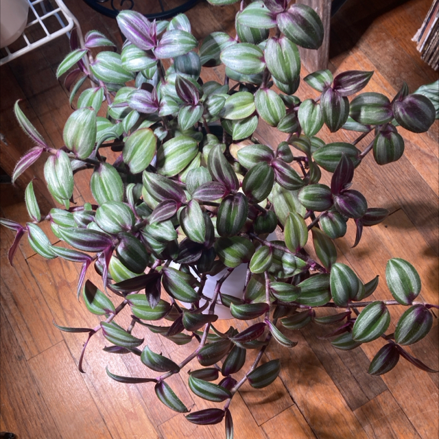 Photo of the plant species Tradescantia zebrina 'Evanesce' by @DreamMachine named Evanesce on Greg, the plant care app