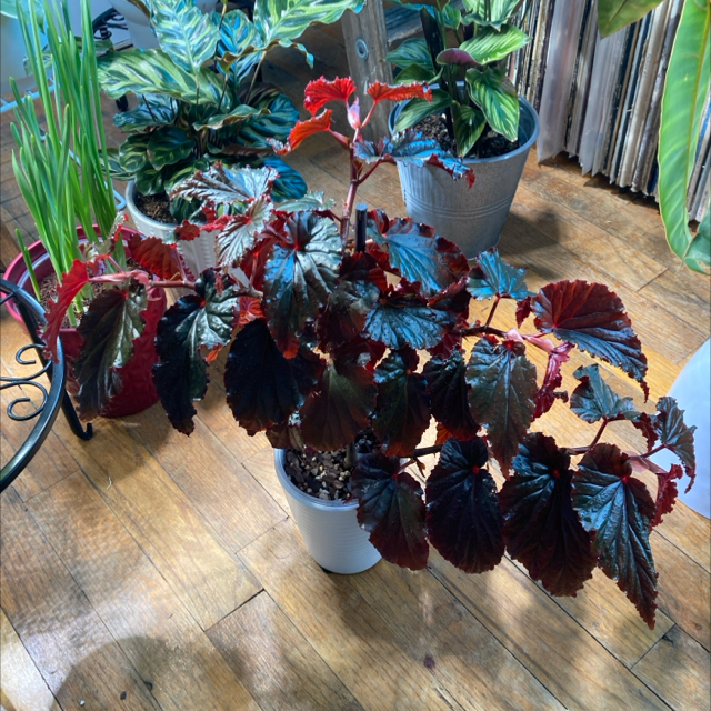Photo of the plant species Begonia 'Black Magic' by @DreamMachine named Black Magic on Greg, the plant care app