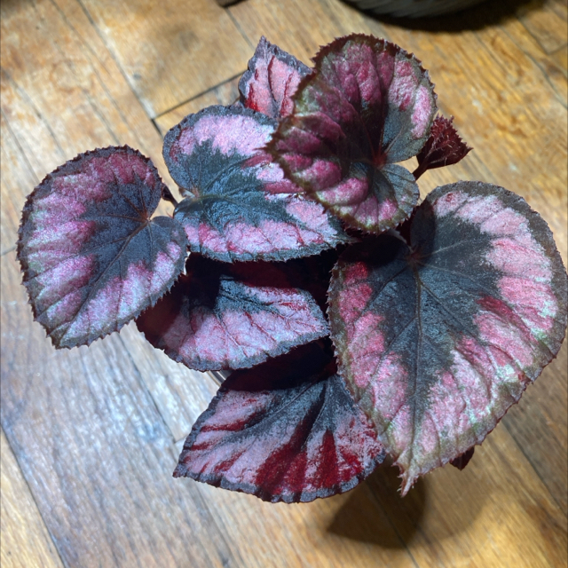 Photo of the plant species Rex Begonia Red Kiss by @DreamMachine named Daphne on Greg, the plant care app