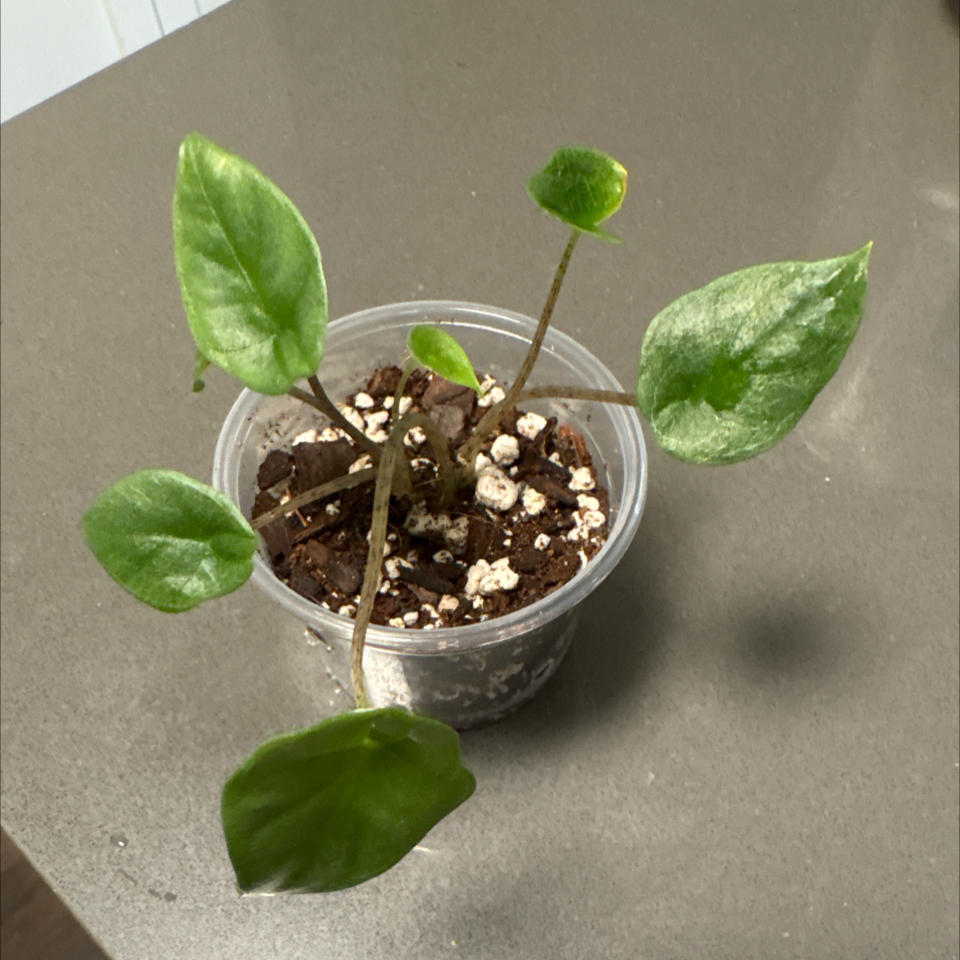 Photo of the plant species Alocasia Metallic Blue by @DreamMachine named Metallic Blue on Greg, the plant care app