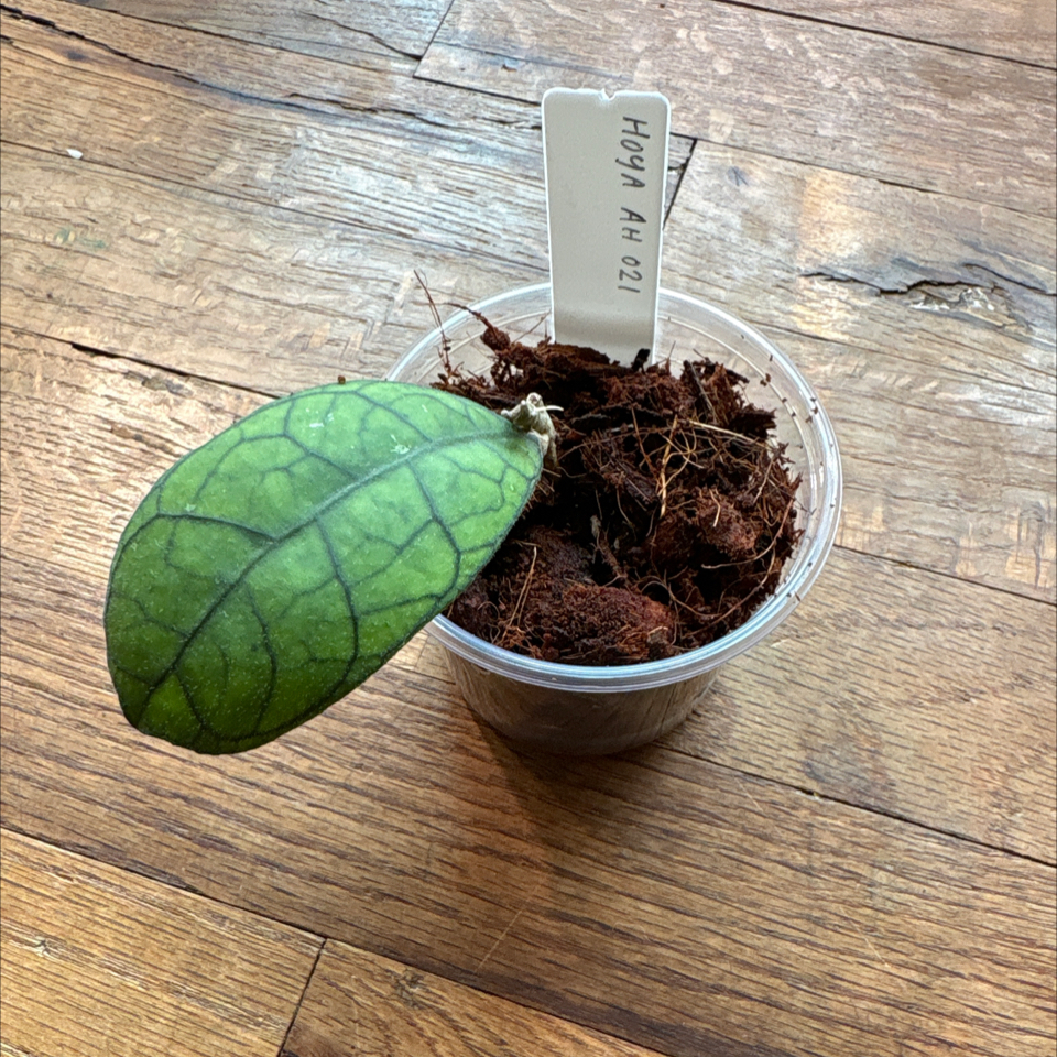 Photo of the plant species Hoya AH-074 by @DreamMachine named Hoya AH 021 on Greg, the plant care app