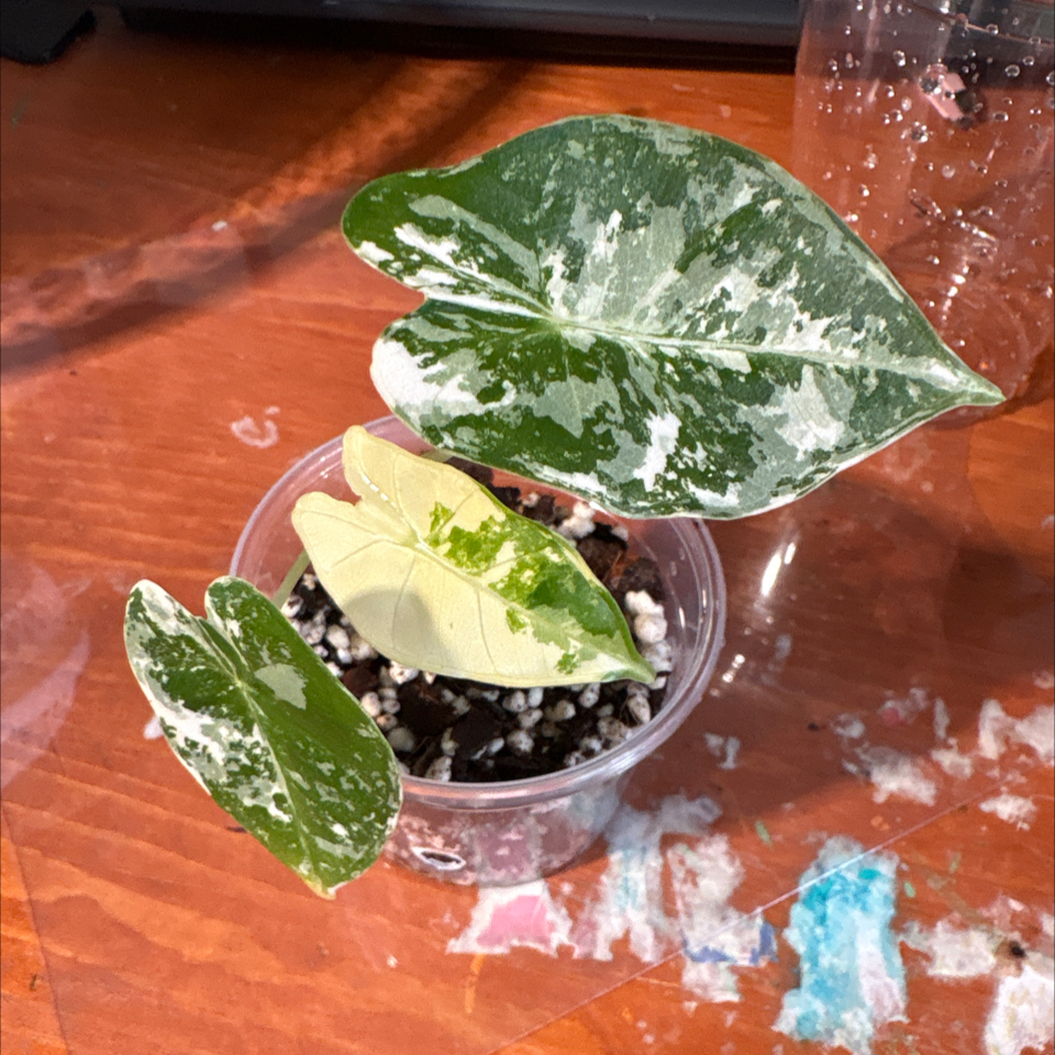 Photo of the plant species Variegated Frydek by @DreamMachine named Variegated Frydek on Greg, the plant care app