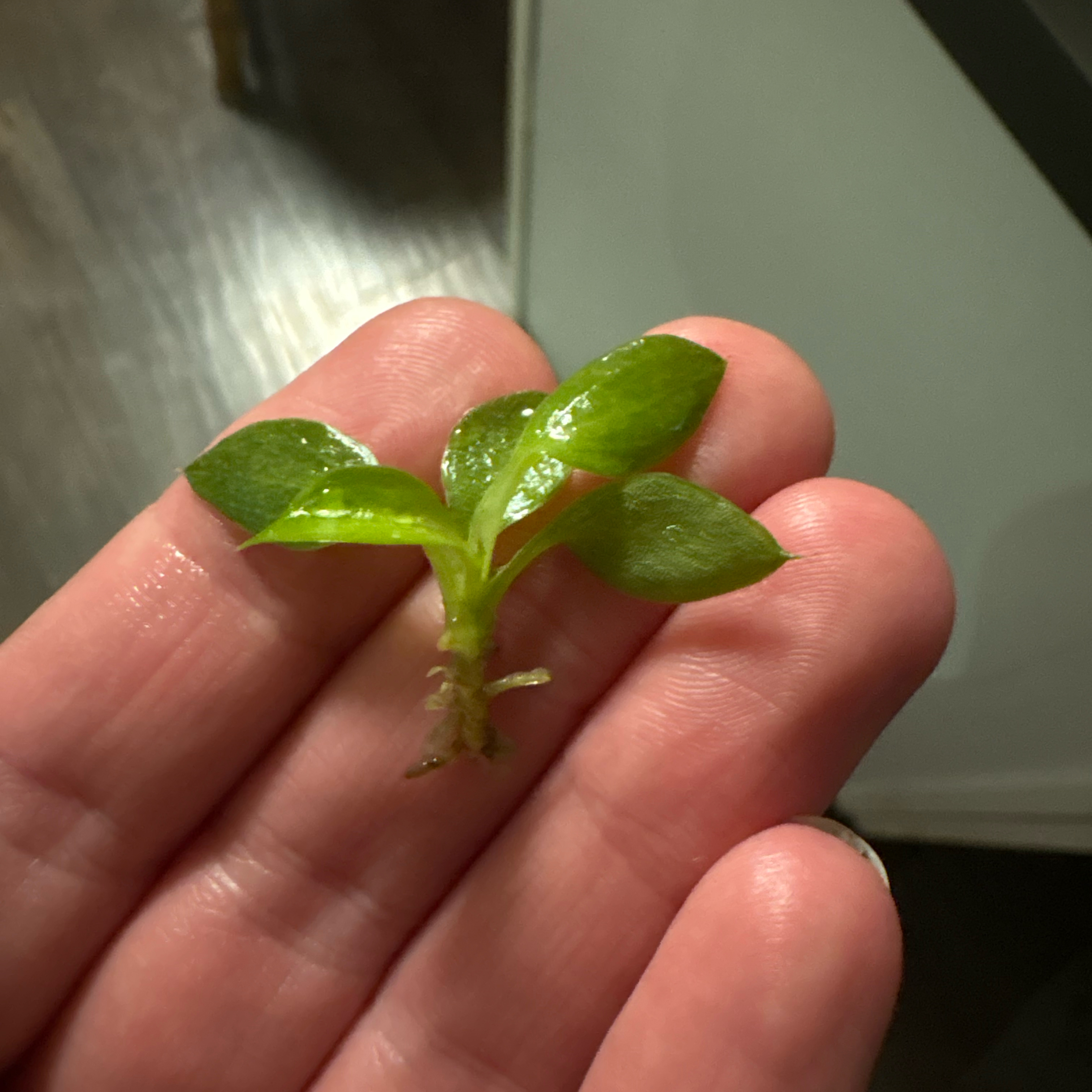 Photo of the plant species Philodendron Spiritus Sancti by @DreamMachine named Gates on Greg, the plant care app