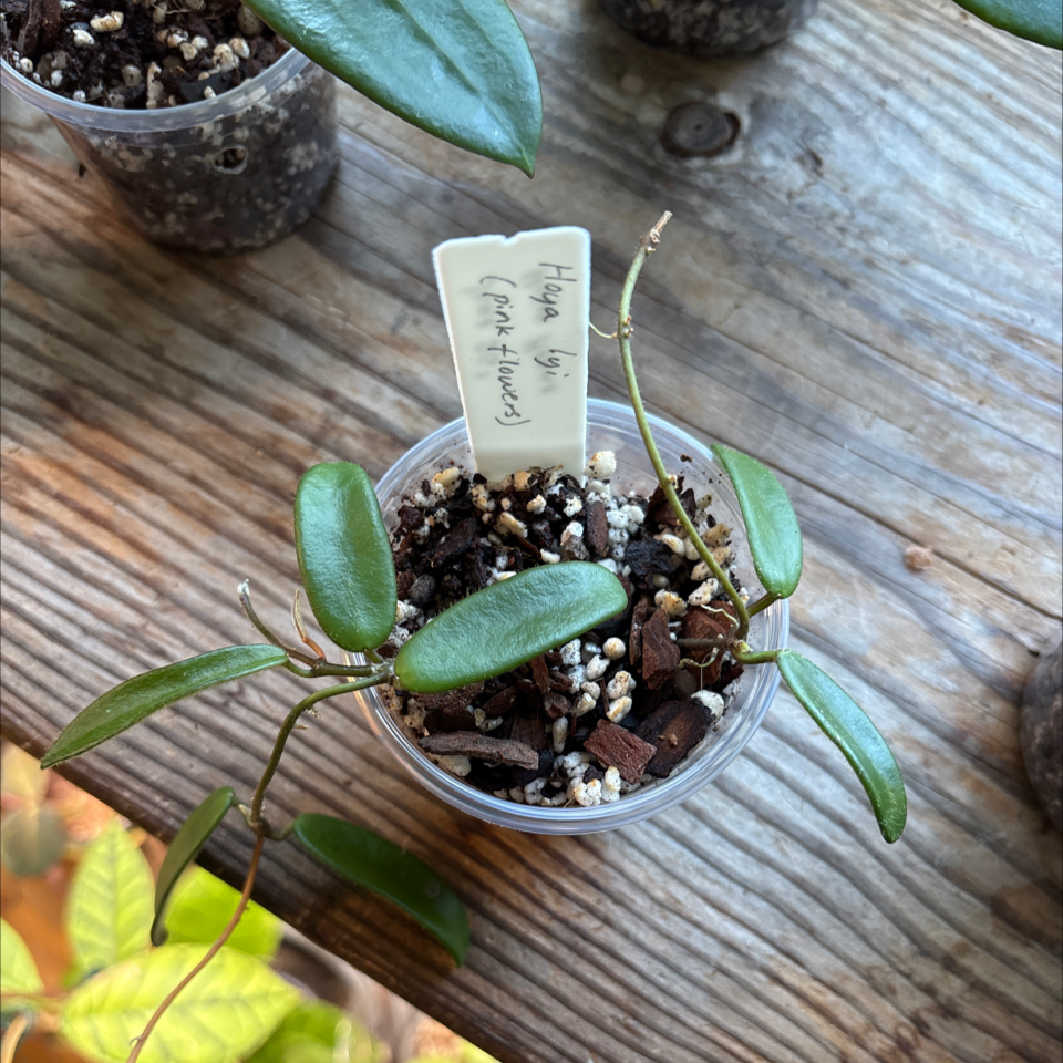 Photo of the plant species Hoya yuennanensis by @DreamMachine named Hoya lyi pink flower on Greg, the plant care app