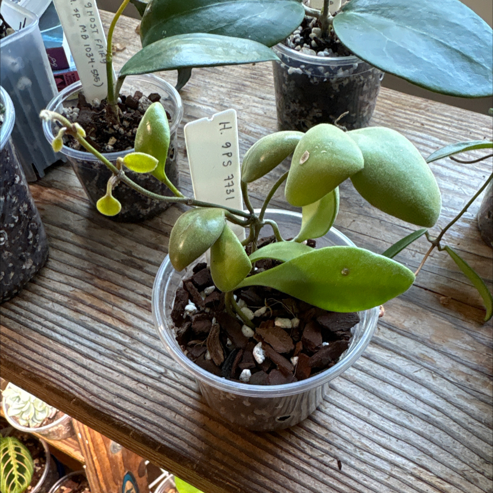 Photo of the plant species Hoya brevialata by @DreamMachine named GPS 7731 on Greg, the plant care app