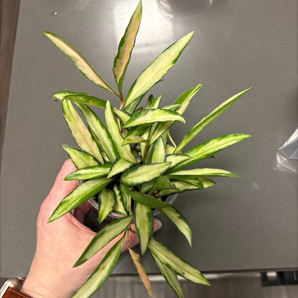 Photo of the plant species Stringbean Hoya by @DreamMachine named Wayetii (variegated) on Greg, the plant care app