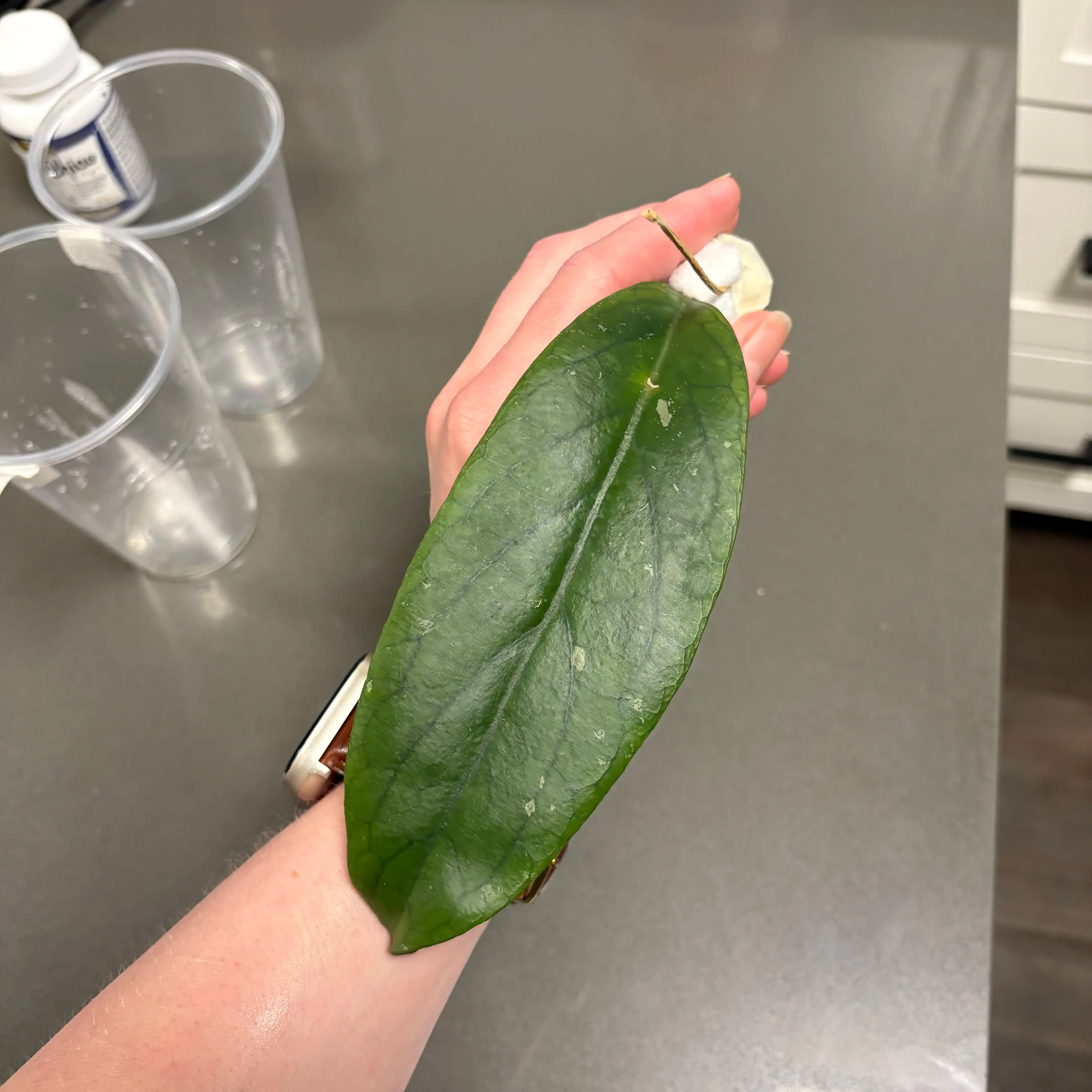 Photo of the plant species Hoya vitellinoides by @DreamMachine named H. vitellinoides on Greg, the plant care app
