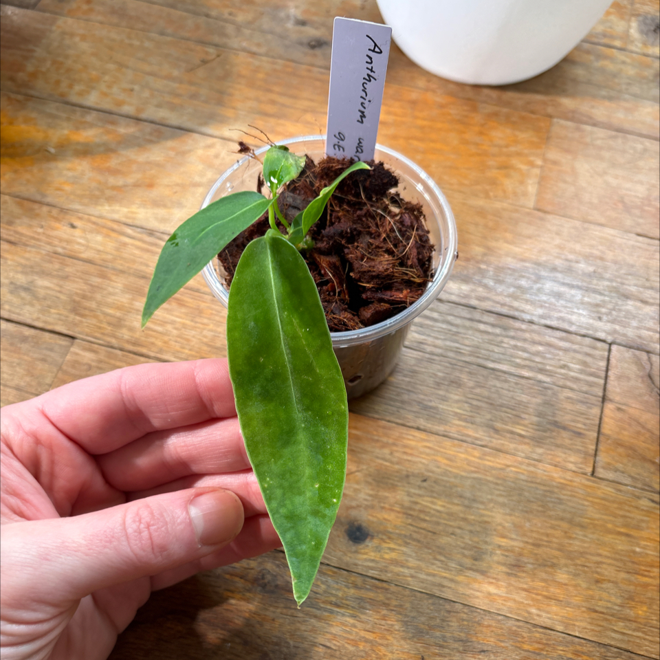 Photo of the plant species Anthurium warocqueanum by @DreamMachine named Queen on Greg, the plant care app