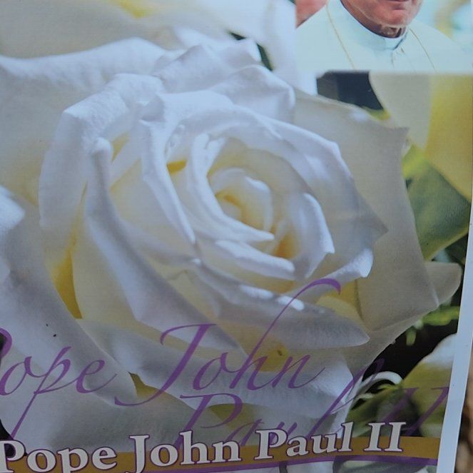 Photo of the plant species Pope John Paul II Rose by @WinWeed78 named Orwell on Greg, the plant care app