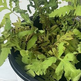 Photo of the plant species Sensitive Fern by @SunnyMaypop29 named Surya on Greg, the plant care app