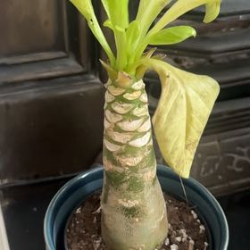Photo of the plant species Hawaiian Palm by @YesFynbosaloe59 named Michelle Branch on Greg, the plant care app