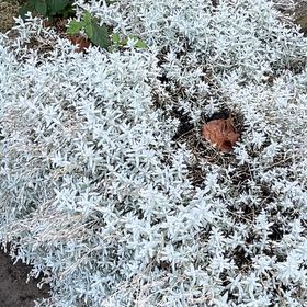 Photo of the plant species Snow-in-Summer by @LordLacefern40 named Luna on Greg, the plant care app