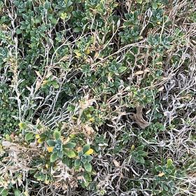 Photo of the plant species Creeping Willow by @LordLacefern40 named Orwell on Greg, the plant care app