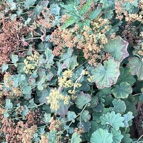 Photo of the plant species Lady's Mantle by @LordLacefern40 named Harry on Greg, the plant care app
