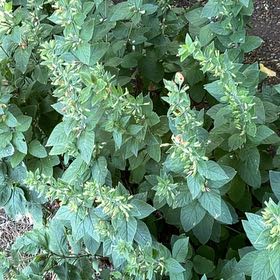 Photo of the plant species Dotted Loosestrife by @LordLacefern40 named Walt on Greg, the plant care app
