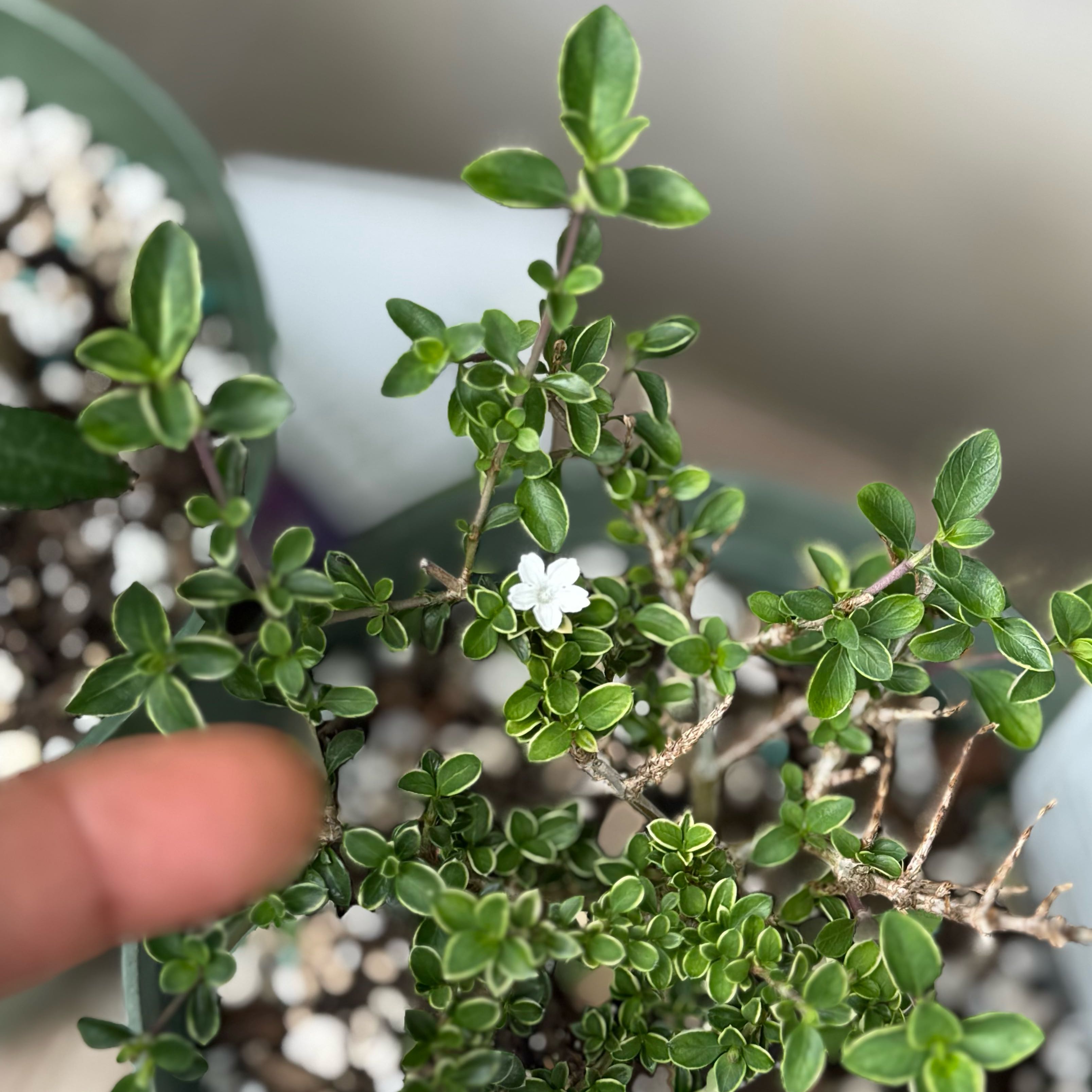 Photo of the plant species Pink Mountain Serissa by @LimberKeylime77 named Snowflake10 on Greg, the plant care app