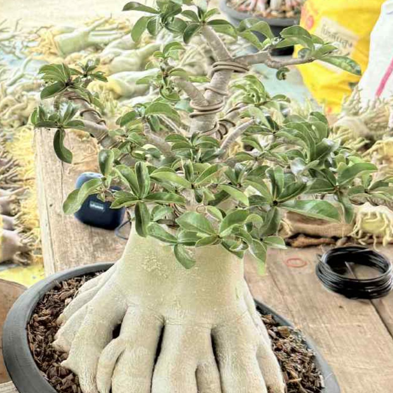 Photo of the plant species Desert Rose by @LimberKeylime77 named Star on Greg, the plant care app