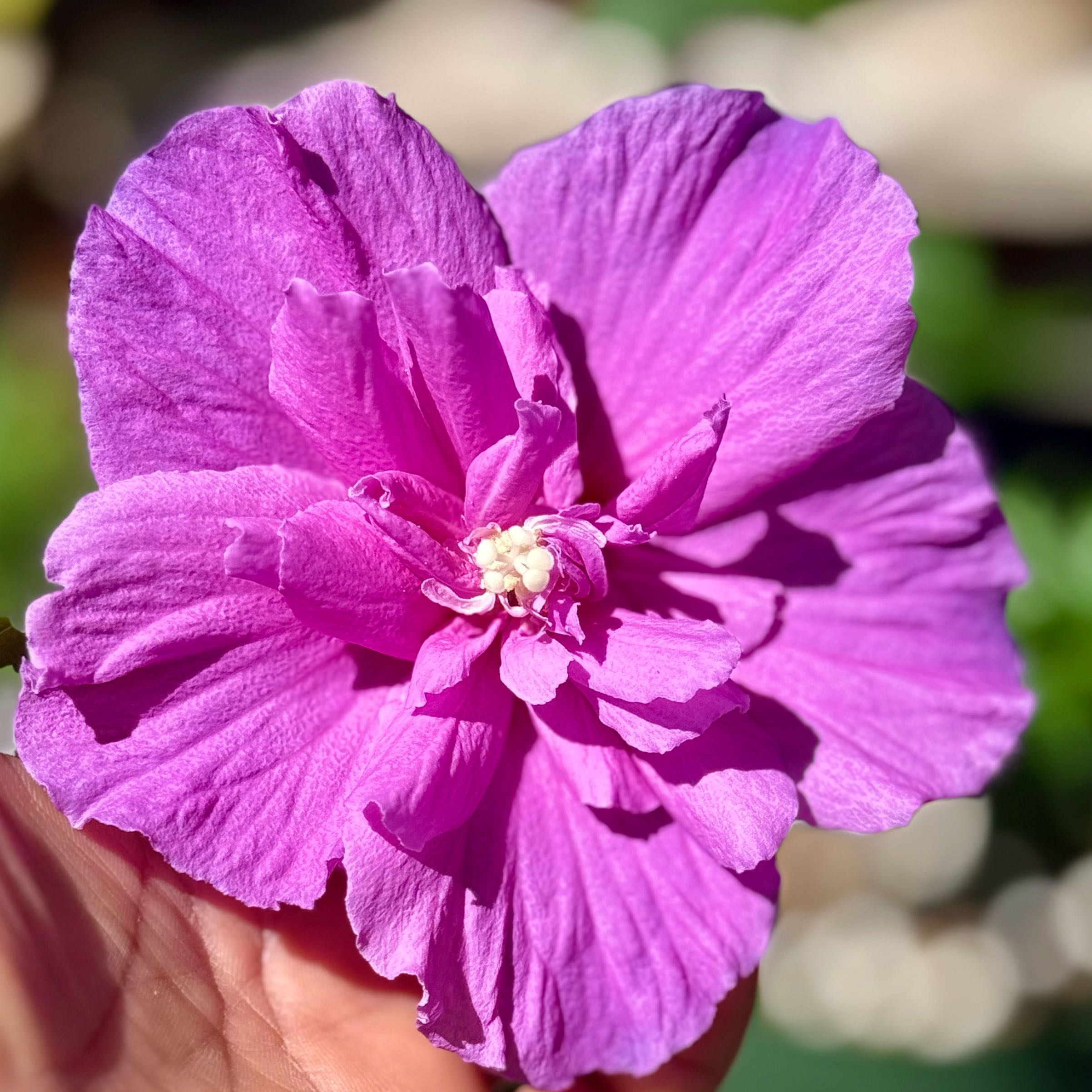 Photo of the plant species Hibiscus 'Dark Lavender Chiffon' by @LimberKeylime77 named Muhammad Ali on Greg, the plant care app