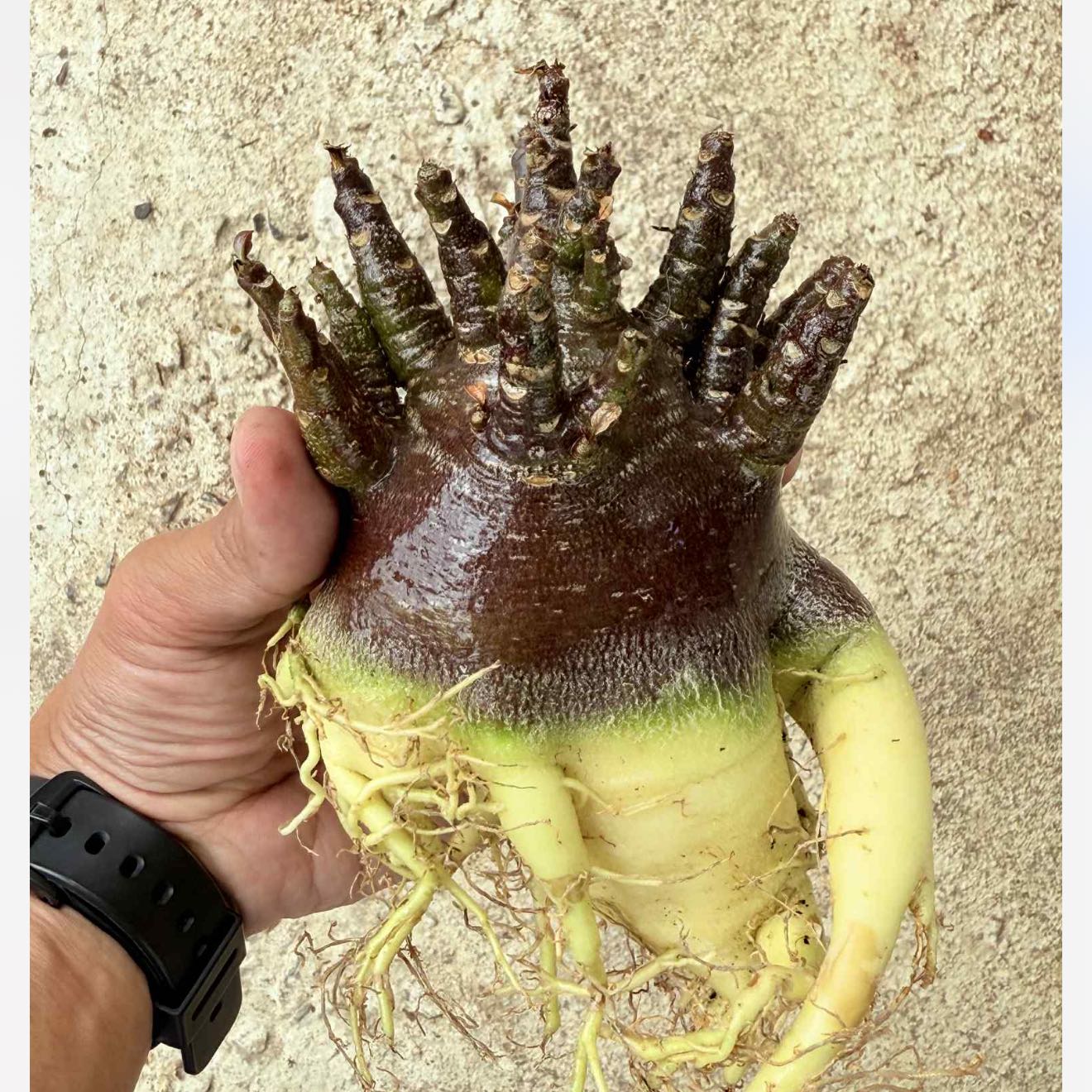 Photo of the plant species Adenium arabicum 'Godji' by @LimberKeylime77 named da Vinci on Greg, the plant care app