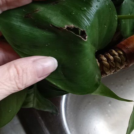 Photo of the plant species Pickerelweed by @HeirPalepuma81 named Aristotle on Greg, the plant care app