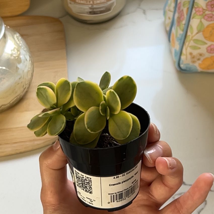Photo of the plant species Variegated Crassula platyphylla by @EquippedPepper named Cleopatra on Greg, the plant care app
