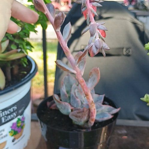 Photo of the plant species Succlent by @ExactQuince18 named Stella on Greg, the plant care app