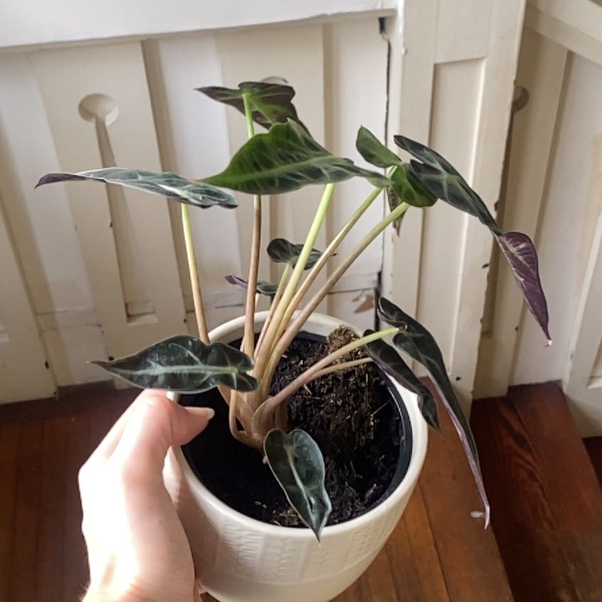 Photo of the plant species bambino arrow plant by @MaternalPurei5 named Surya on Greg, the plant care app