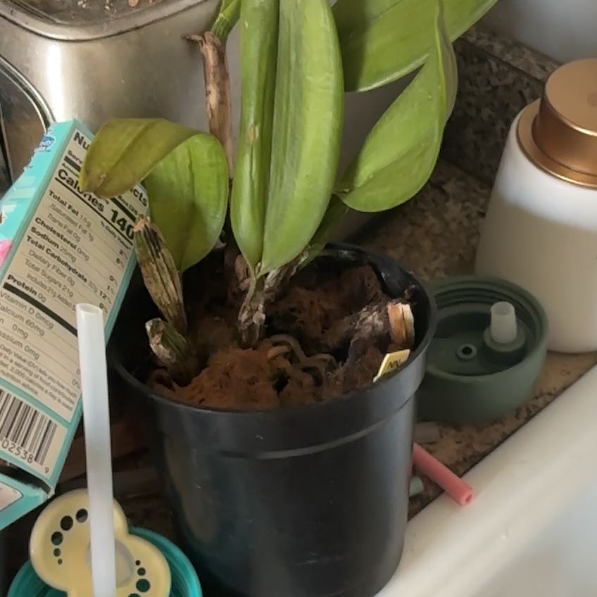 Photo of the plant species Crimson Cattleya by @CleverDodder74 named Morgan Treeman on Greg, the plant care app