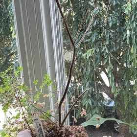 Photo of the plant species Ponderosa Lemon by @CleverDodder74 named Elle on Greg, the plant care app