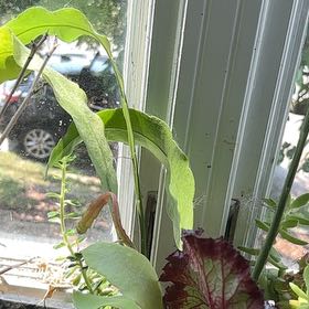 Photo of the plant species Costa Rican Night Blooming Cereus by @CleverDodder74 named Surya on Greg, the plant care app