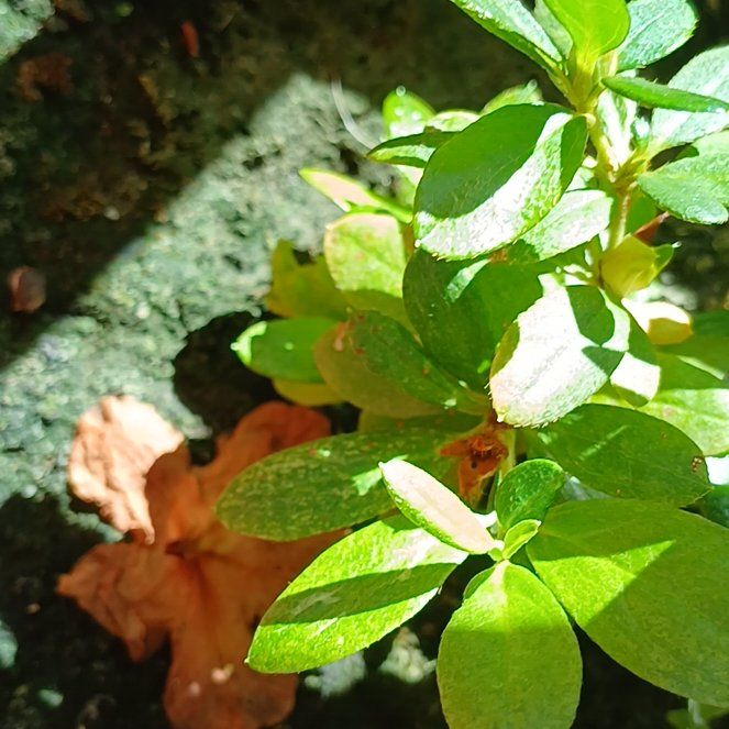 Photo of the plant species Peperomia by @LushFreesia9 named Dolores on Greg, the plant care app
