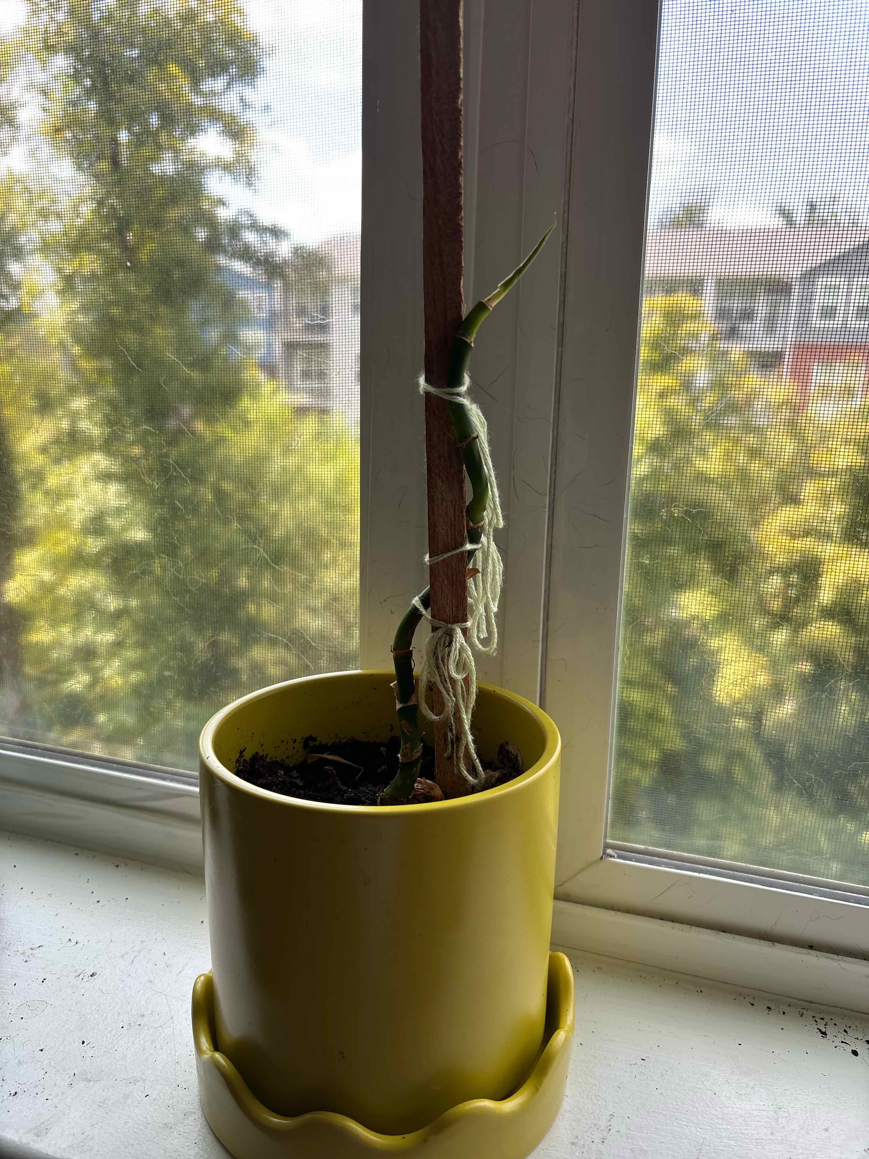 Photo of the plant species Philodendron grazielae by @sunflowerbat named Grazie on Greg, the plant care app