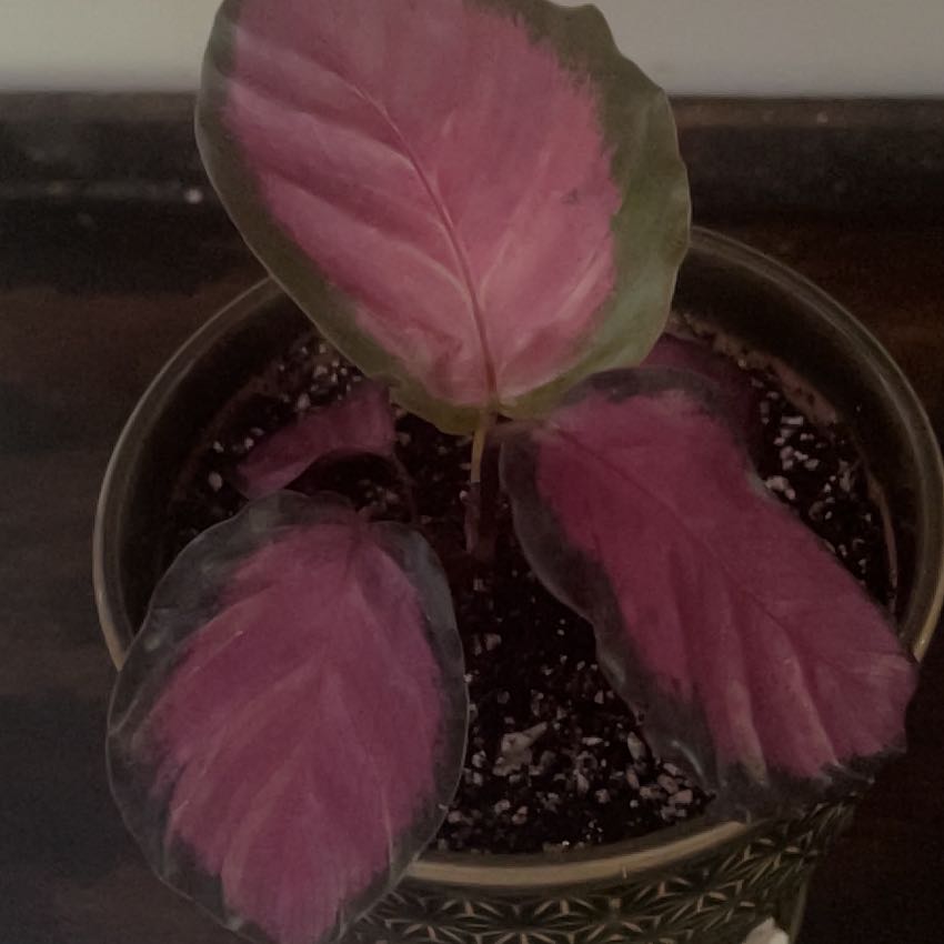 Photo of the plant species Calathea Rosy by @GaietyMayten46 named Mollie on Greg, the plant care app
