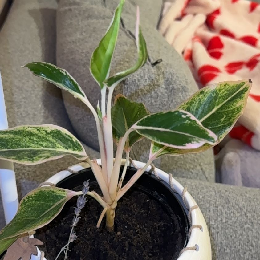 Photo of the plant species Chinese Evergreen 'Pink Siam' by @AceNiaouli74 named Miley on Greg, the plant care app