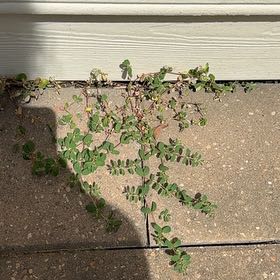 Photo of the plant species Blue Weed by @FastPlumtree38 named Tree Diddy on Greg, the plant care app