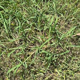 Photo of the plant species Southern Crabgrass by @FastPlumtree38 named Bodhi on Greg, the plant care app