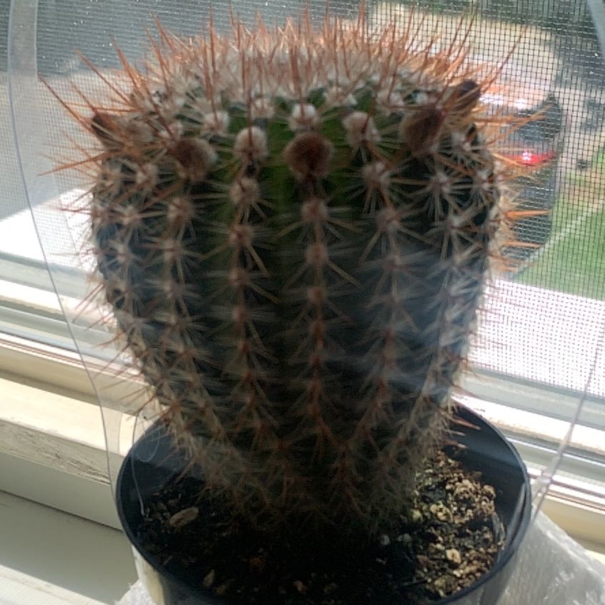 Photo of the plant species Parodia x erubescens by @RegnantLichen6 named Matteo on Greg, the plant care app