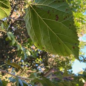 Photo of the plant species Black Mulberry by @FinestViszsla37 named Daphne on Greg, the plant care app