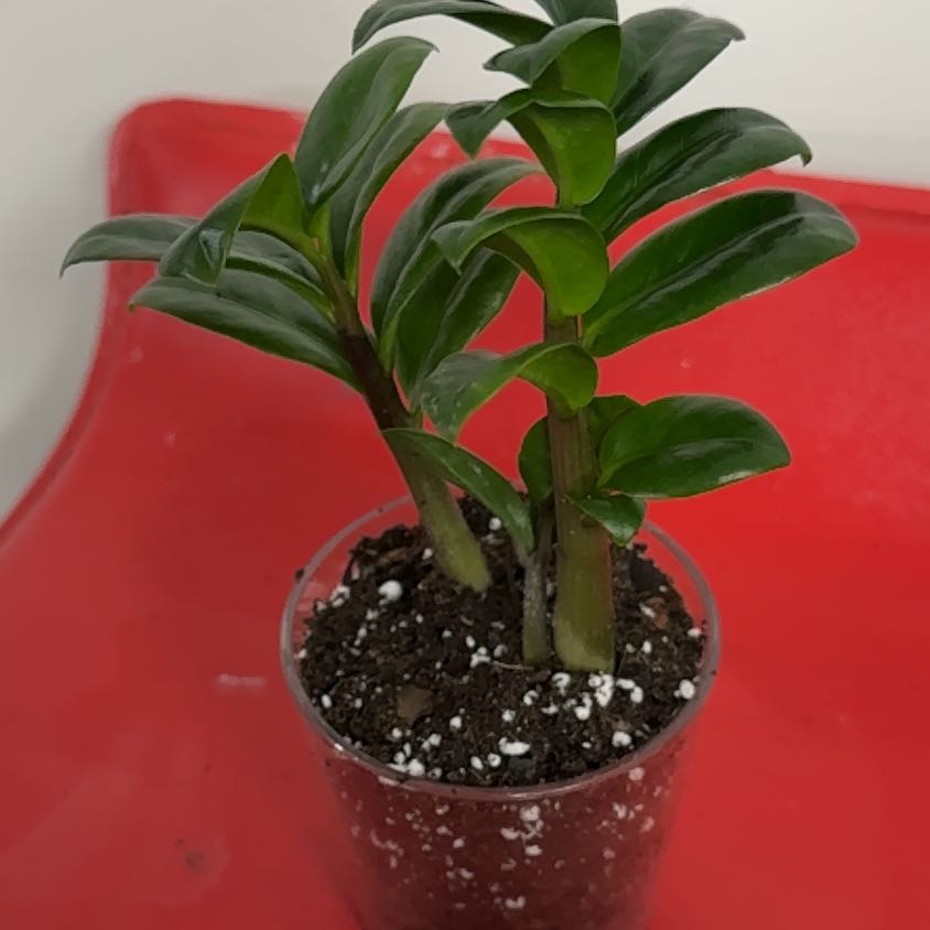 Photo of the plant species Zz by @MrsShepard named Zen on Greg, the plant care app