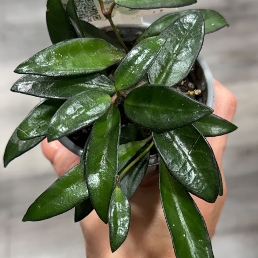 Photo of the plant species Hoya by @MrsShepard named Harper on Greg, the plant care app