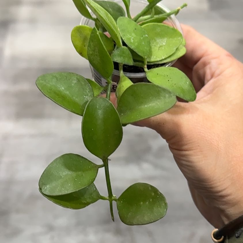 Photo of the plant species Dischidia 'Apple' by @MrsShepard named Will Smith on Greg, the plant care app