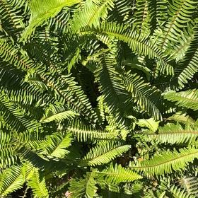 Photo of the plant species Deer Fern by @YummyLichen41 named Einstein on Greg, the plant care app